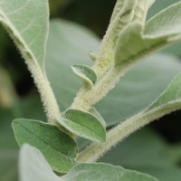 Solanum mauritianum Scop.